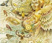 Ý Nghĩa Lá Bài 12. Finch Bộ Bài Winged Enchantment Oracle 47