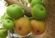 6 loại trái cây giàu chất xơ, ăn vào chỉ có xuống cân vèo vèo - Kiến Thức Chia Sẻ 5