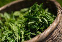 Xông lá trà xanh - Chăm sóc, phục hồi và làm đẹp “vùng kín” cho phụ nữ sau sinh 1