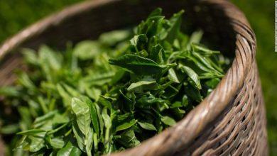 Xông lá trà xanh - Chăm sóc, phục hồi và làm đẹp “vùng kín” cho phụ nữ sau sinh 11