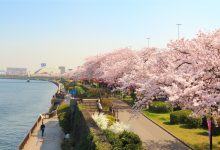 Du Lịch Tháng 5 Ngắm Hoa Tử Đằng Tại Nhật 6