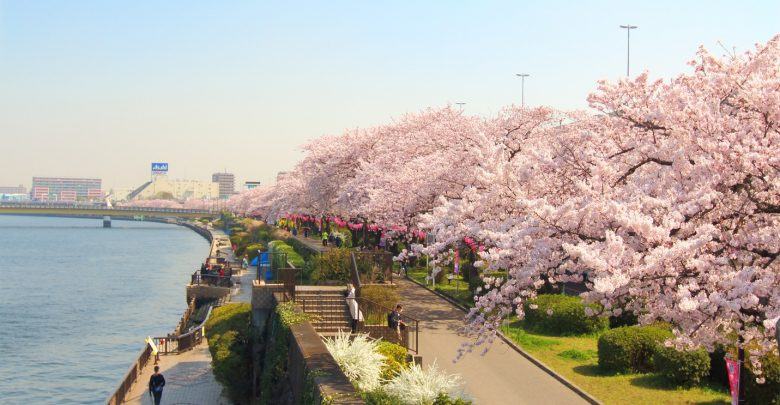 Du Lịch Tháng 5 Ngắm Hoa Tử Đằng Tại Nhật 1