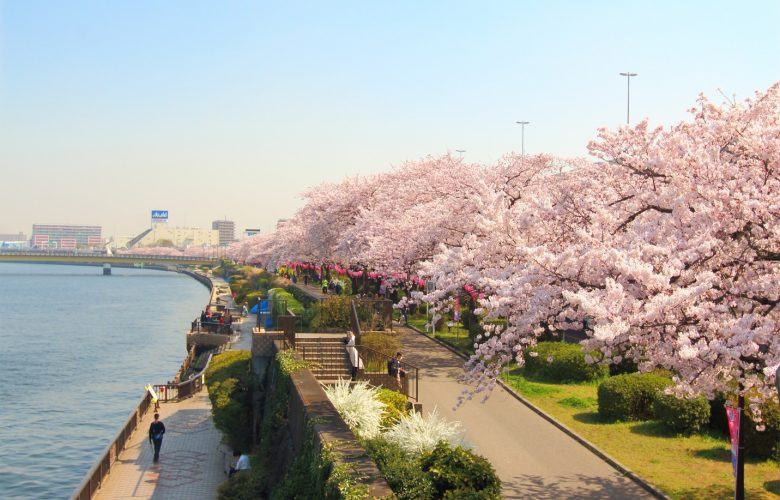 Du Lịch Tháng 5 Ngắm Hoa Tử Đằng Tại Nhật 12