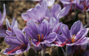 Saffron - Nhụy Hoa Nghệ Tây Có Phải Thần Dược Làm Đẹp 20