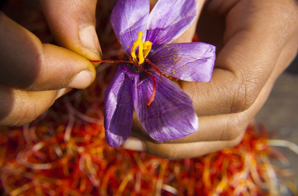 Saffron - Nhụy Hoa Nghệ Tây Có Phải Thần Dược Làm Đẹp 22