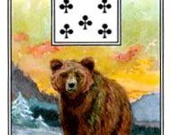 Kết Hợp Lá Bài Lenormand Bear (15) 18