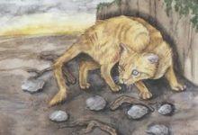 Ten of Sky - Mystical Cats Tarot 46