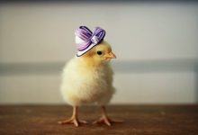 Top hình ảnh gà con ngộ nghĩnh đáng yêu nhất - Động Vật 10