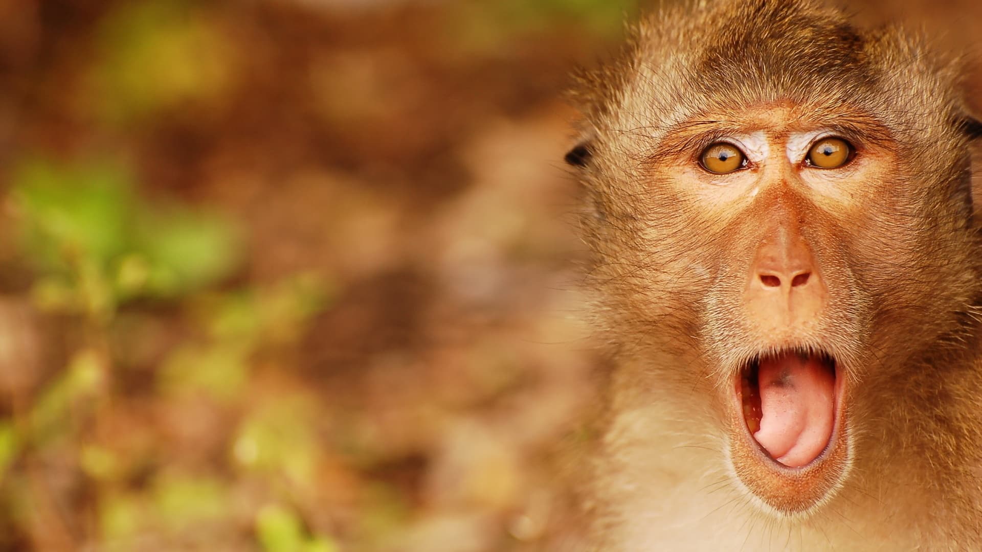 Top 25 hình nền Khỉ đẹp đáng yêu nhất thế giới - Động Vật 79