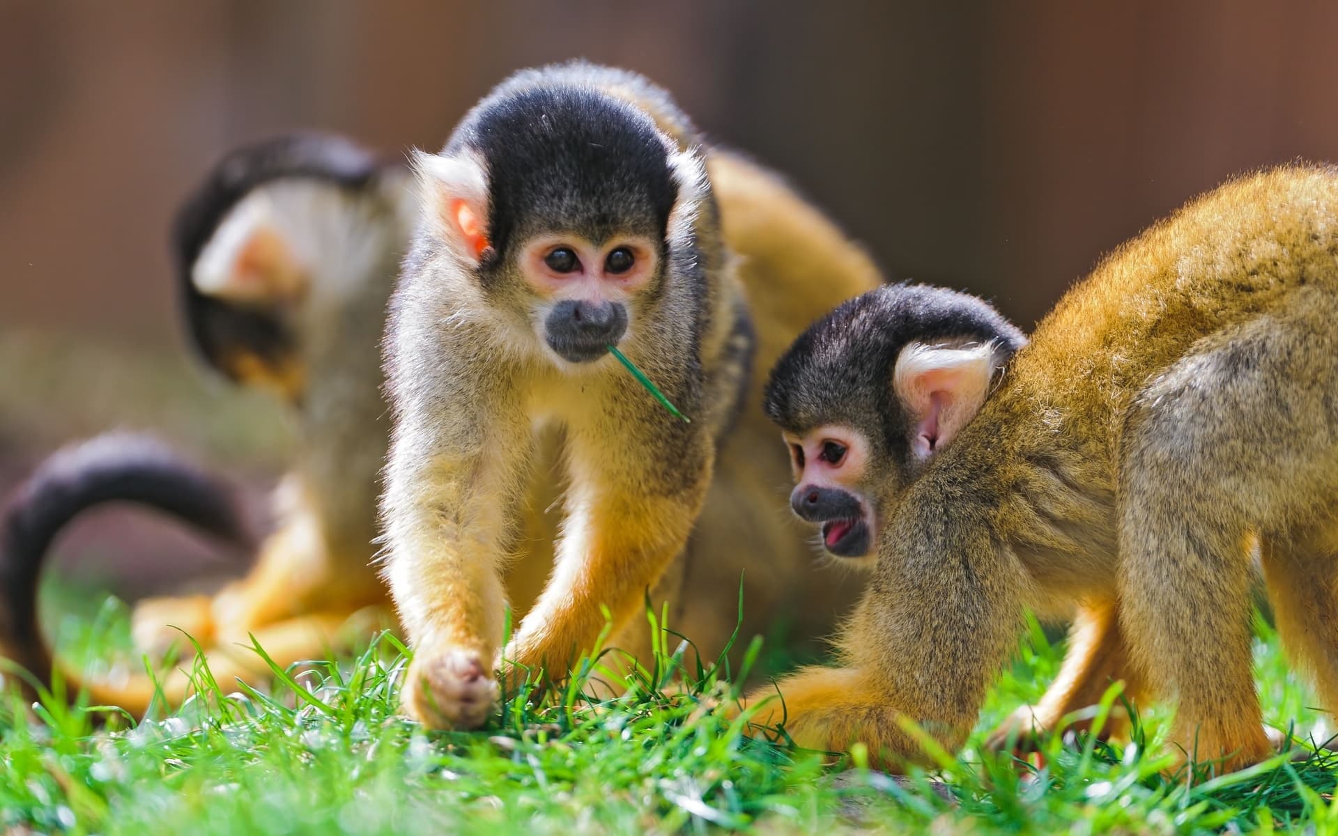 Top 25 hình nền Khỉ đẹp đáng yêu nhất thế giới - Động Vật 77