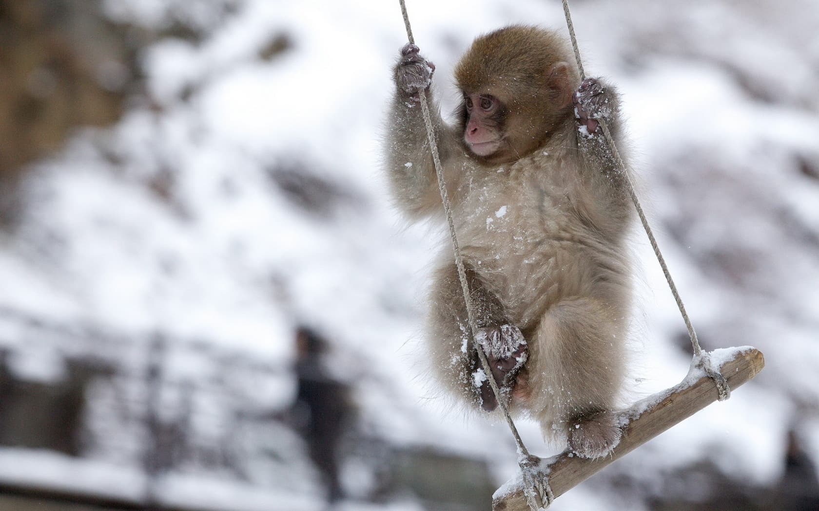 Top 25 hình nền Khỉ đẹp đáng yêu nhất thế giới - Động Vật 81