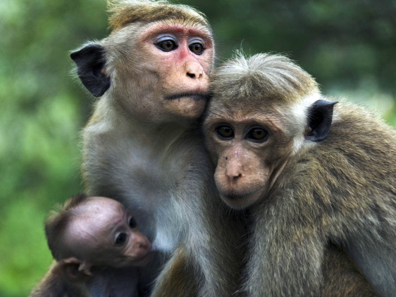 Top 25 hình nền Khỉ đẹp đáng yêu nhất thế giới - Động Vật 82