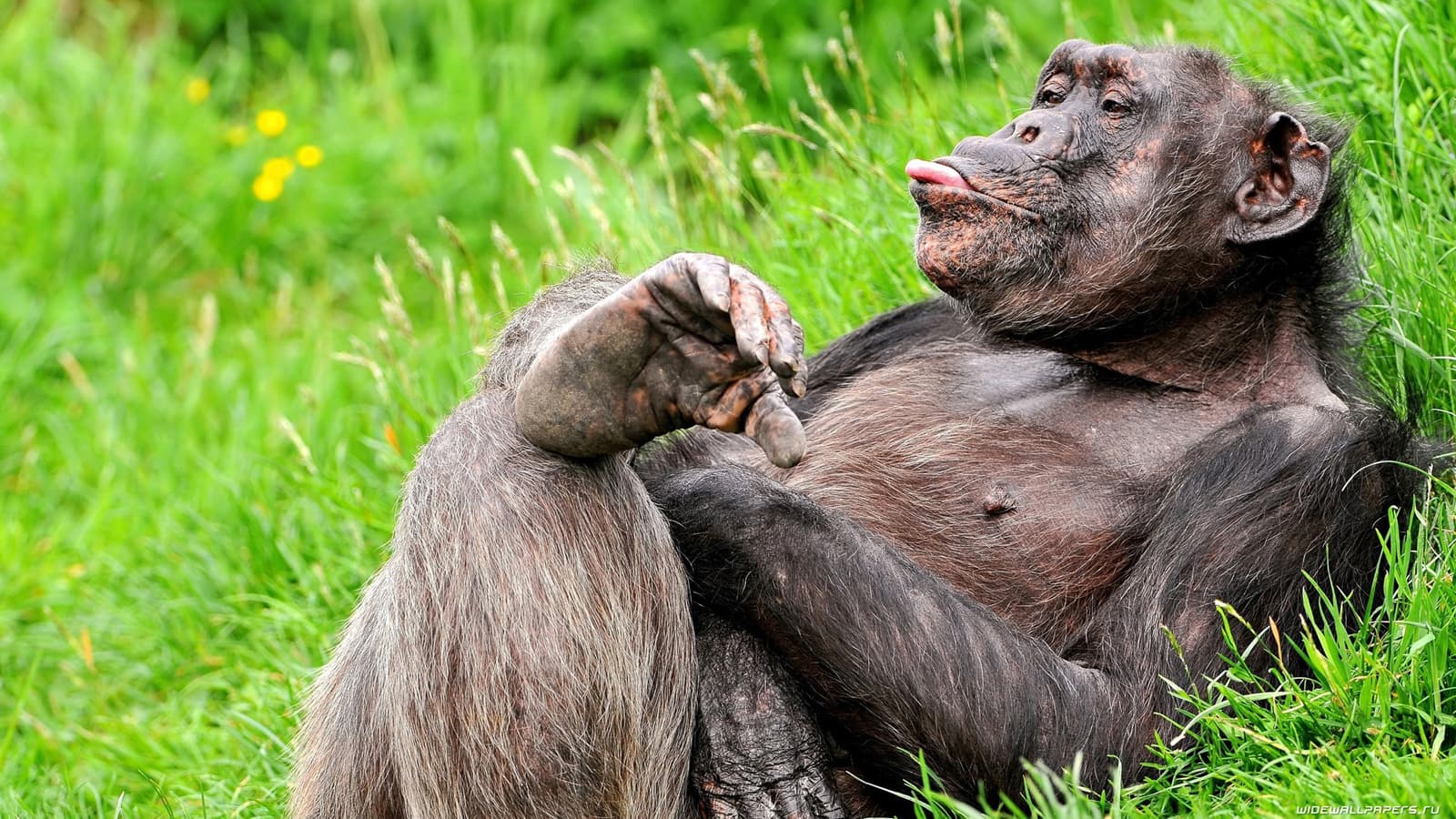 Top 25 hình nền Khỉ đẹp đáng yêu nhất thế giới - Động Vật 84