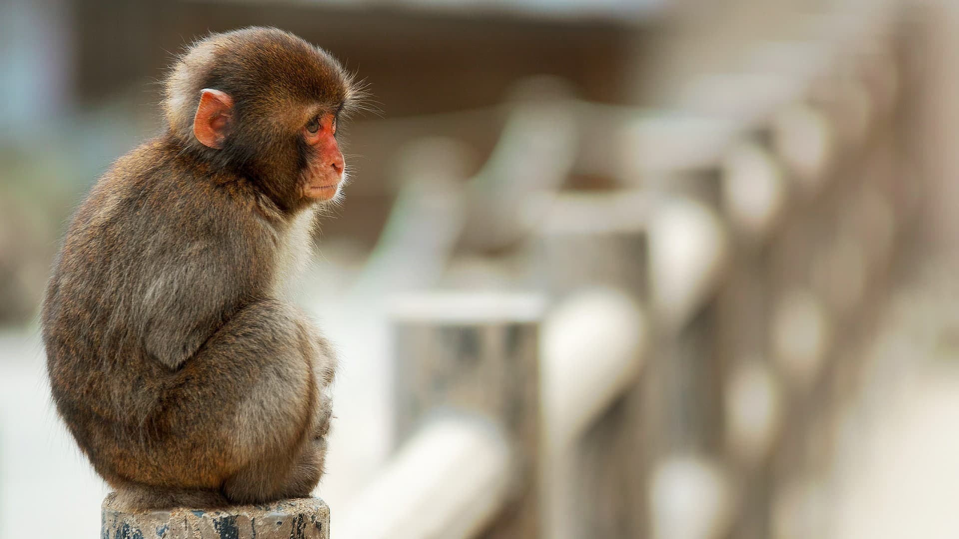 Top 25 hình nền Khỉ đẹp đáng yêu nhất thế giới - Động Vật 75