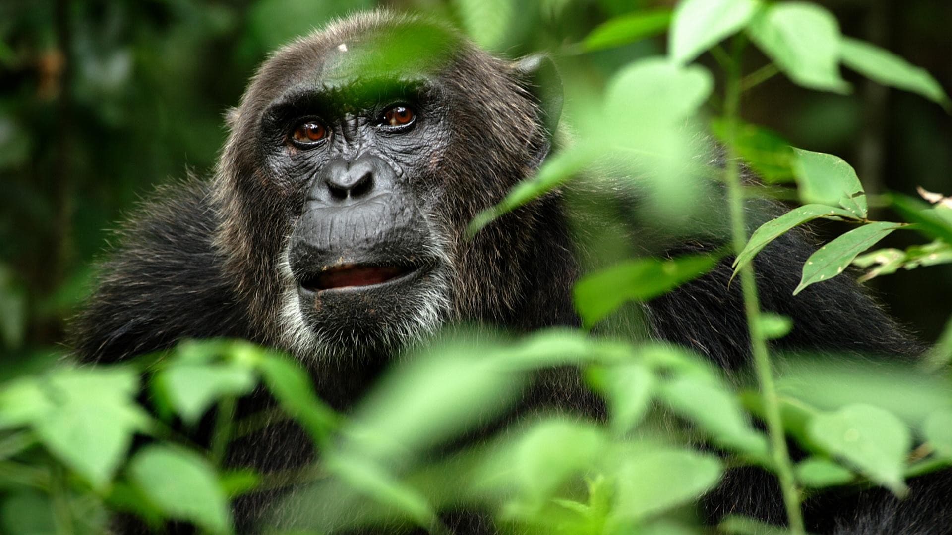 Top 25 hình nền Khỉ đẹp đáng yêu nhất thế giới - Động Vật 78