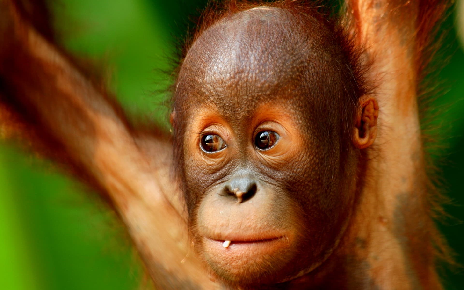 Top 25 hình nền Khỉ đẹp đáng yêu nhất thế giới - Động Vật 83