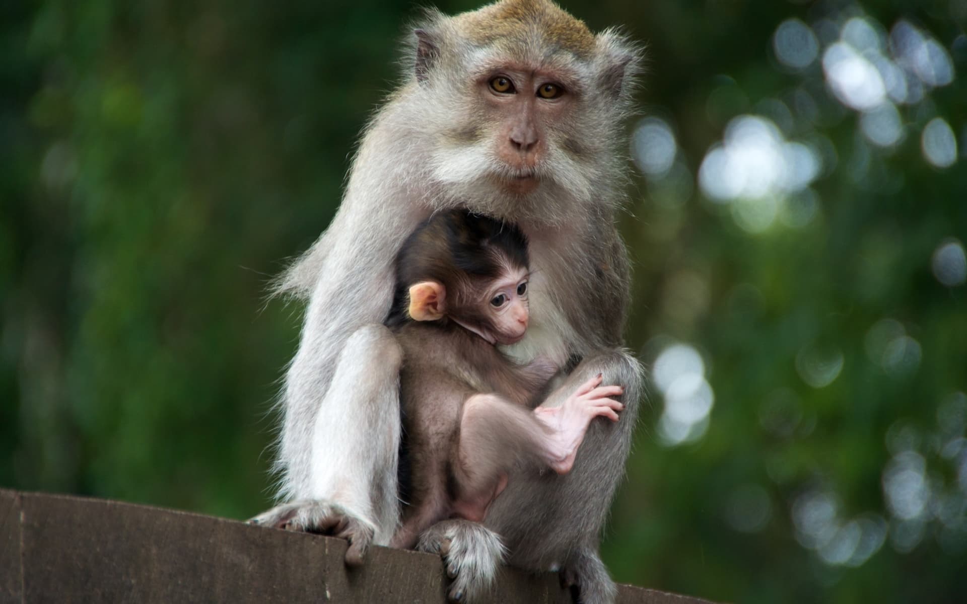 Top 25 hình nền Khỉ đẹp đáng yêu nhất thế giới - Động Vật 80