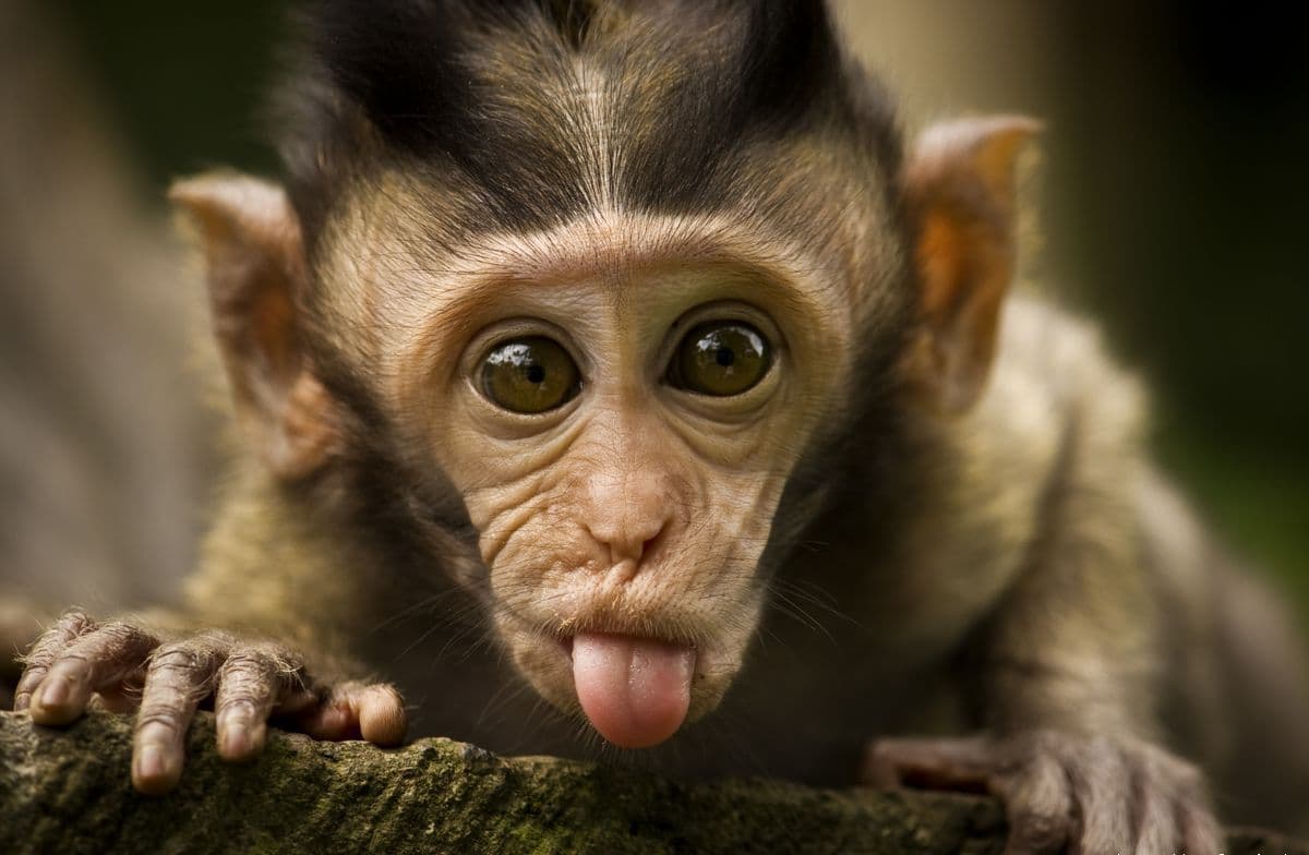 Top 25 hình nền Khỉ đẹp đáng yêu nhất thế giới - Động Vật 76