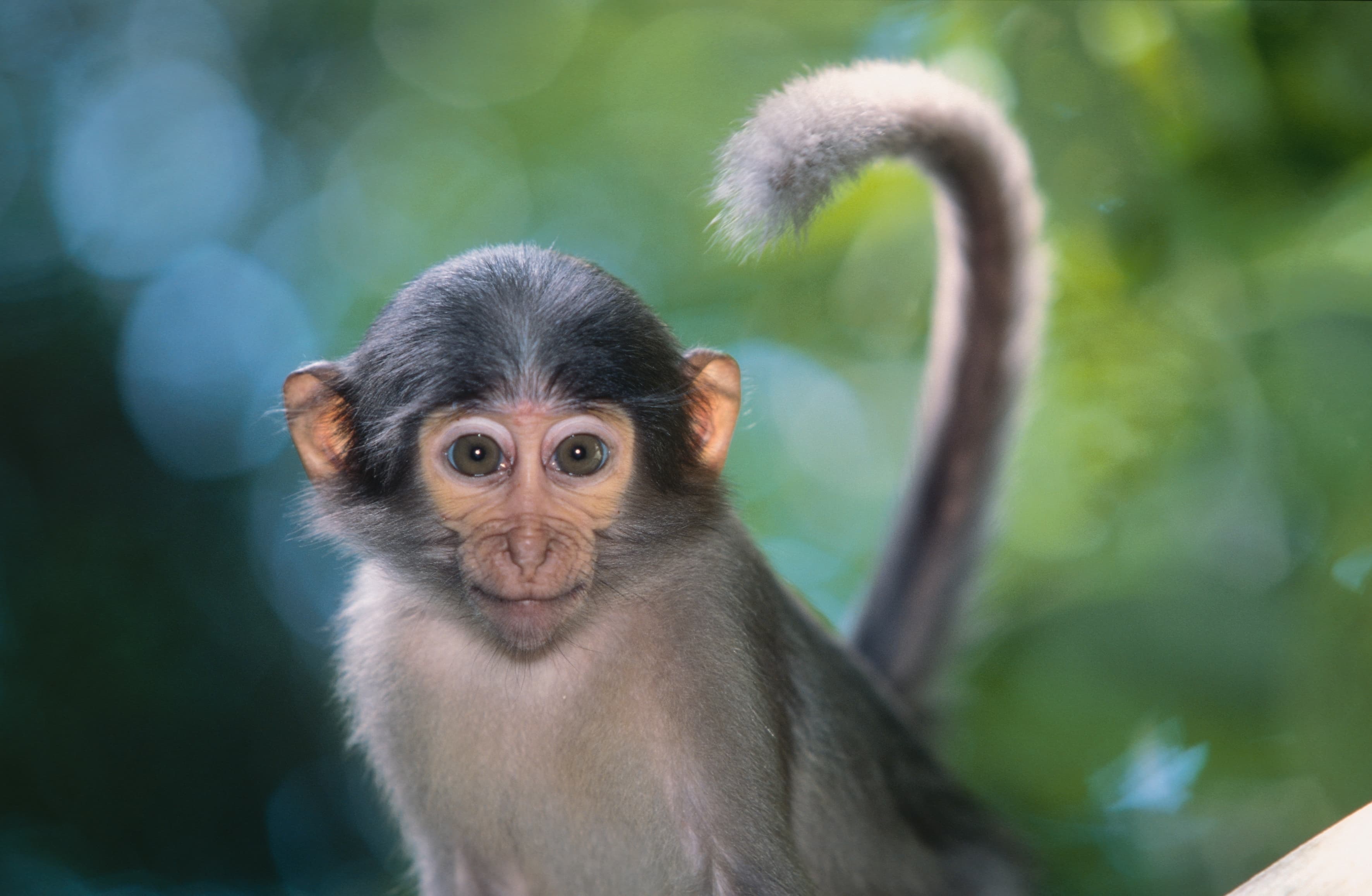Top 25 hình nền Khỉ đẹp đáng yêu nhất thế giới - Động Vật 85