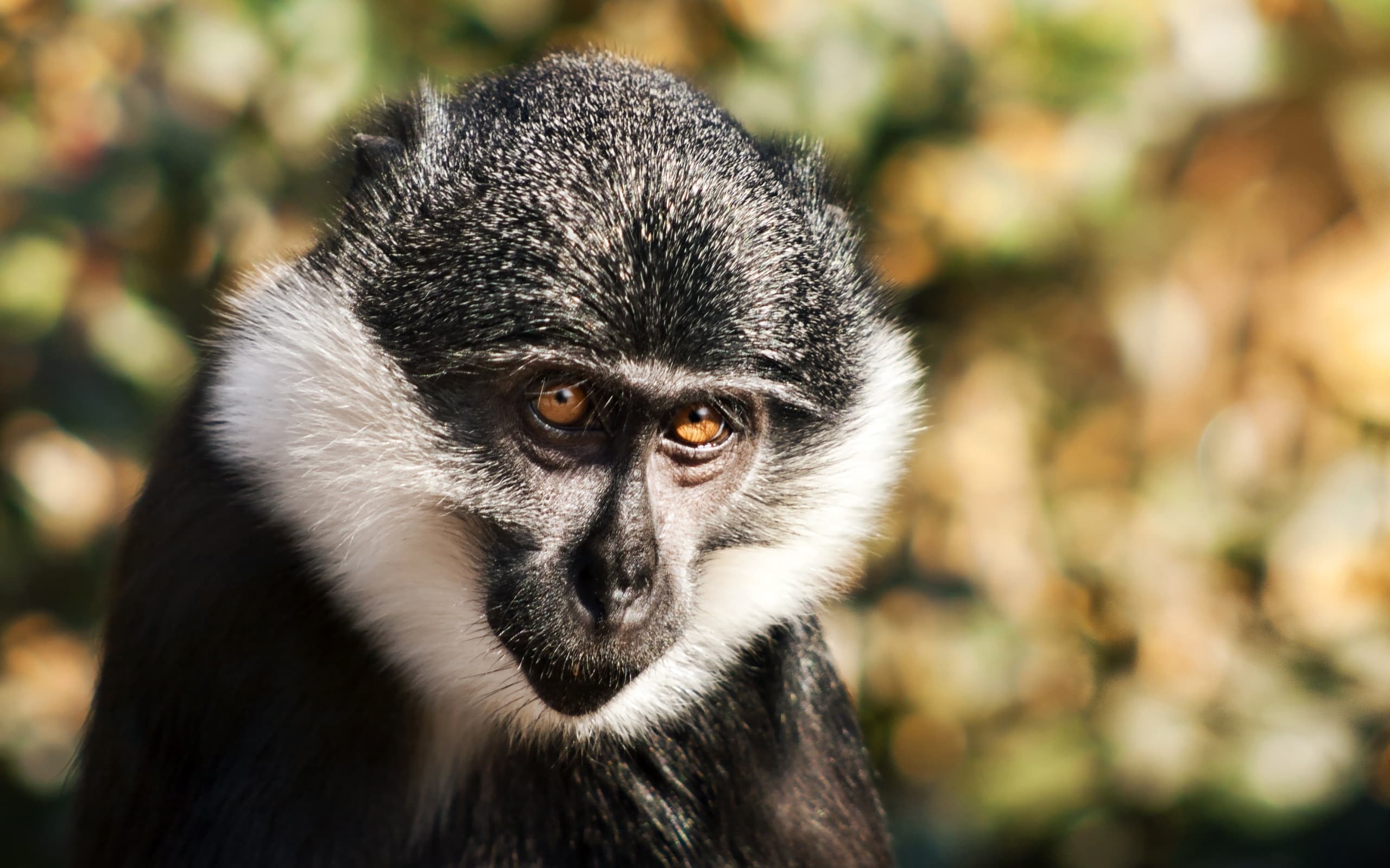Top 25 hình nền Khỉ đẹp đáng yêu nhất thế giới - Động Vật 93