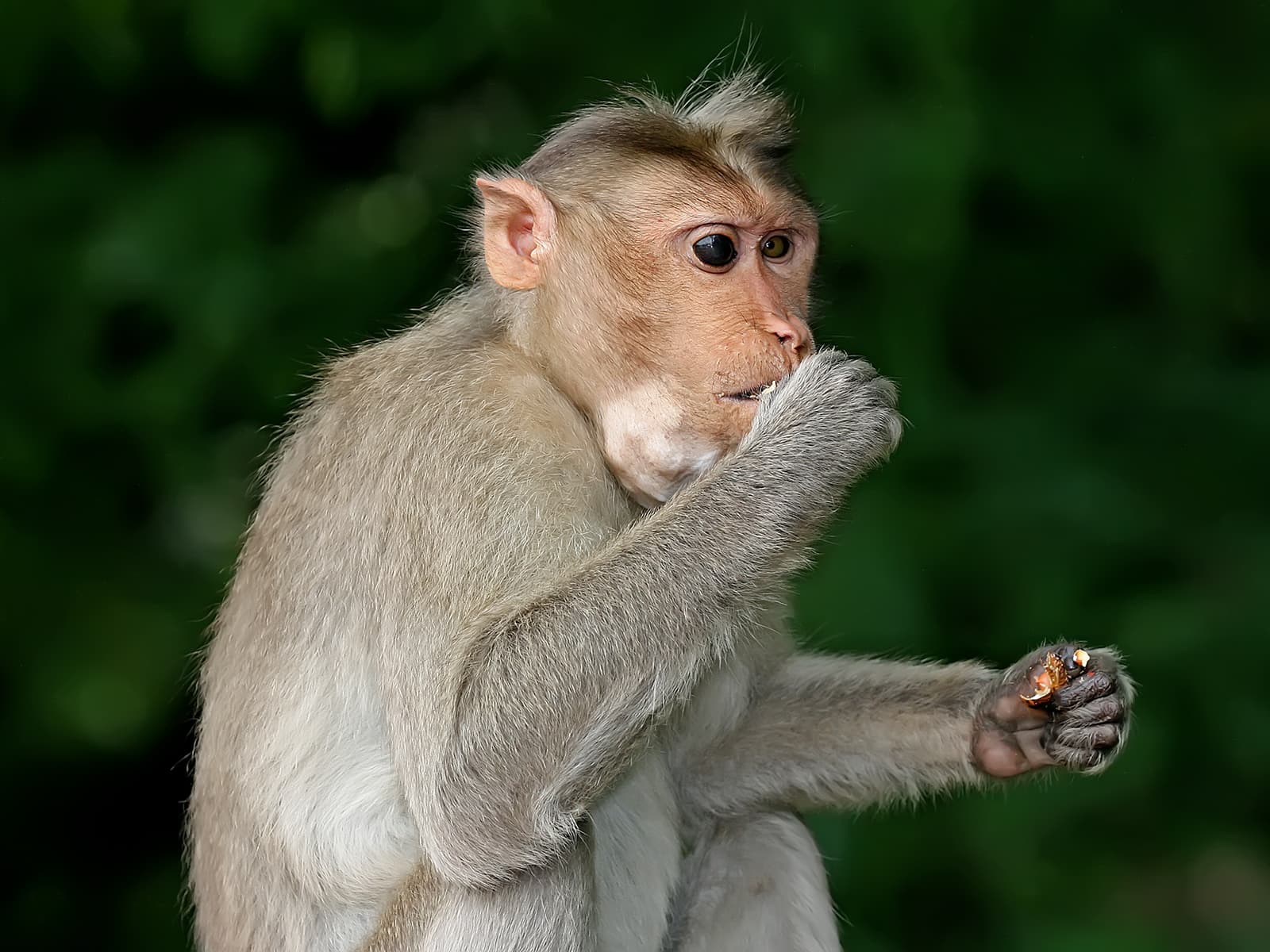 Top 25 hình nền Khỉ đẹp đáng yêu nhất thế giới - Động Vật 92