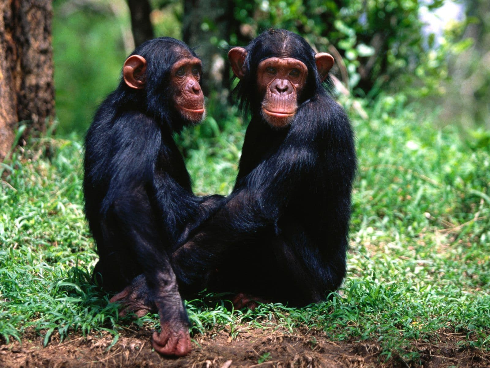 Top 25 hình nền Khỉ đẹp đáng yêu nhất thế giới - Động Vật 86