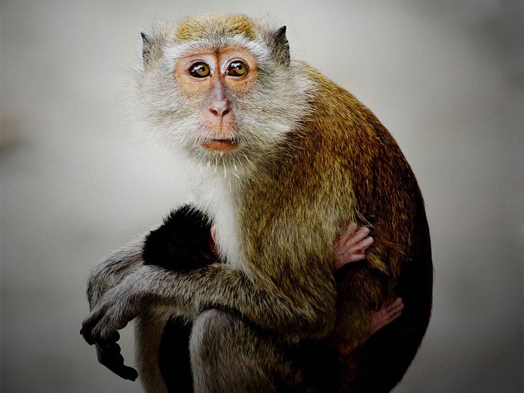 Top 25 hình nền Khỉ đẹp đáng yêu nhất thế giới - Động Vật 90