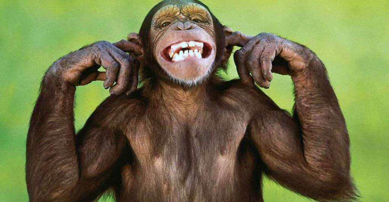 Top 25 hình nền Khỉ đẹp đáng yêu nhất thế giới - Động Vật 210