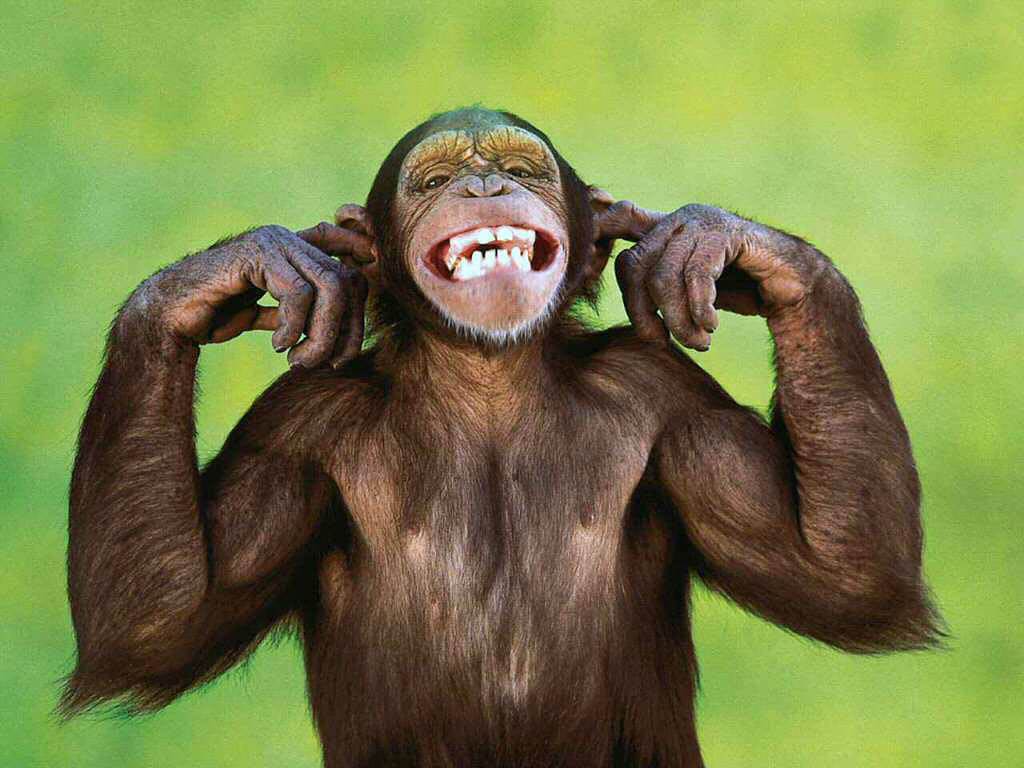 Top 25 hình nền Khỉ đẹp đáng yêu nhất thế giới - Động Vật 96