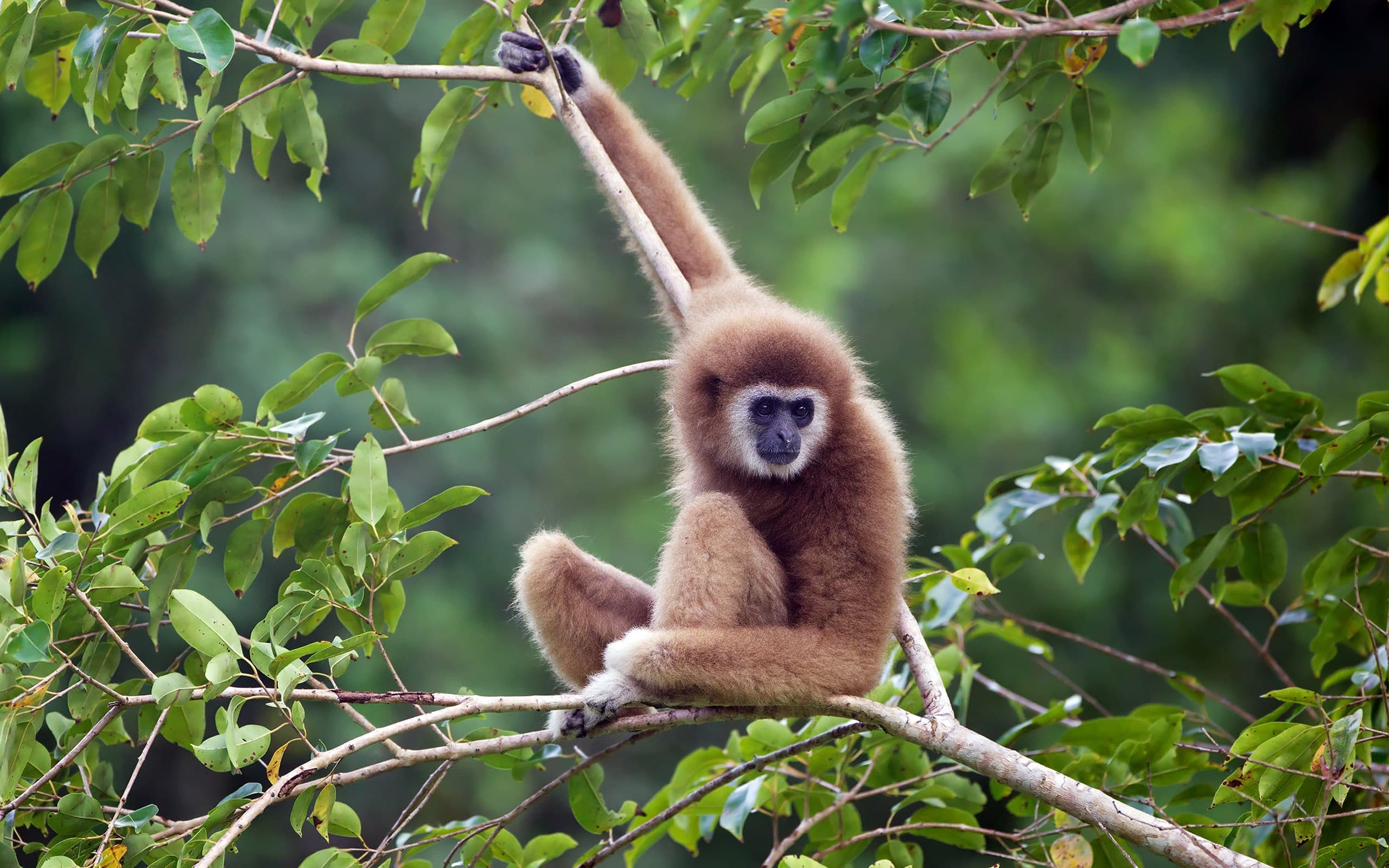 Top 25 hình nền Khỉ đẹp đáng yêu nhất thế giới - Động Vật 91