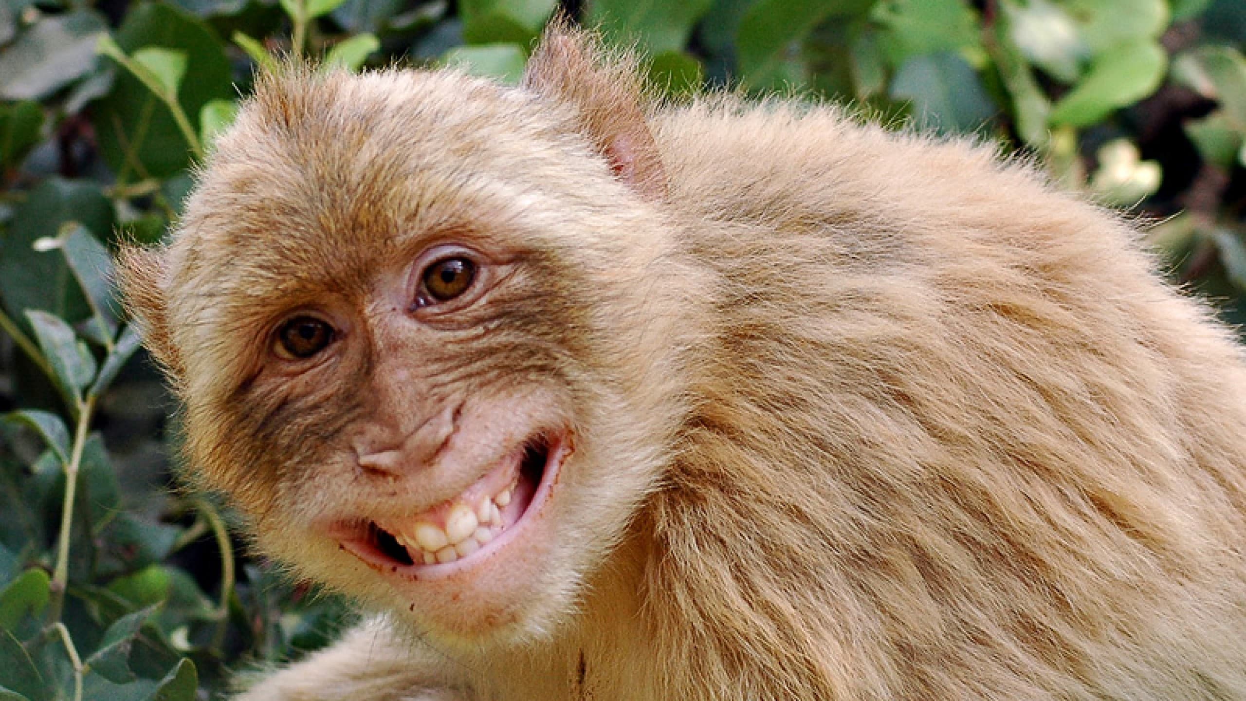 Top 25 hình nền Khỉ đẹp đáng yêu nhất thế giới - Động Vật 87