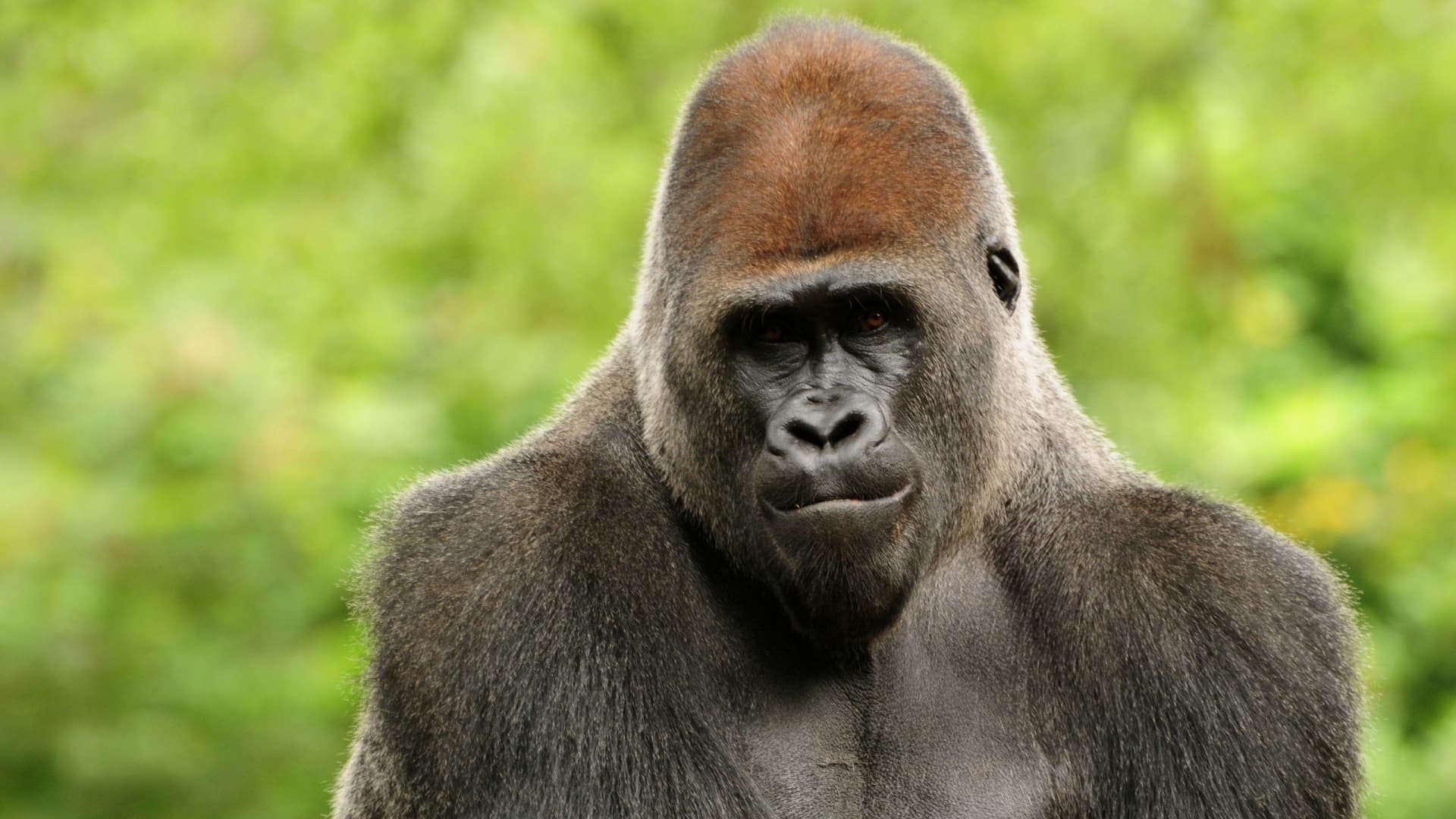 Top 25 hình nền Khỉ đẹp đáng yêu nhất thế giới - Động Vật 89