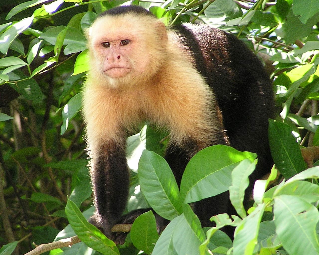 Top 25 hình nền Khỉ đẹp đáng yêu nhất thế giới - Động Vật 94