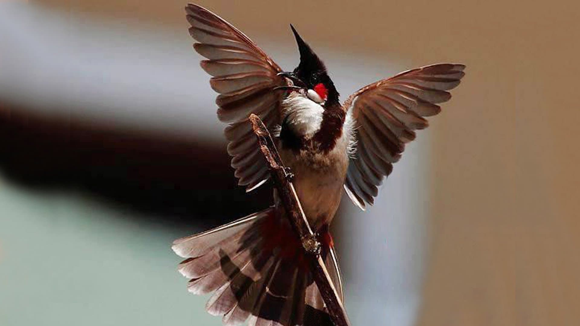 Top 20 hình ảnh chim chào mào đẹp nhất - Động Vật 3