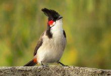 Top 20 hình ảnh chim chào mào đẹp nhất - Động Vật 19