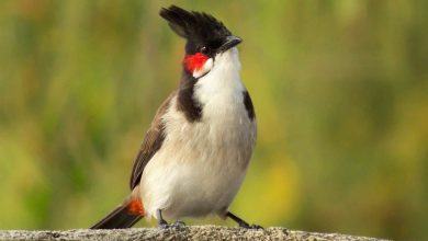 Top 20 hình ảnh chim chào mào đẹp nhất - Động Vật 4
