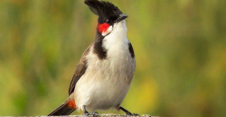 Top 20 hình ảnh chim chào mào đẹp nhất - Động Vật 1
