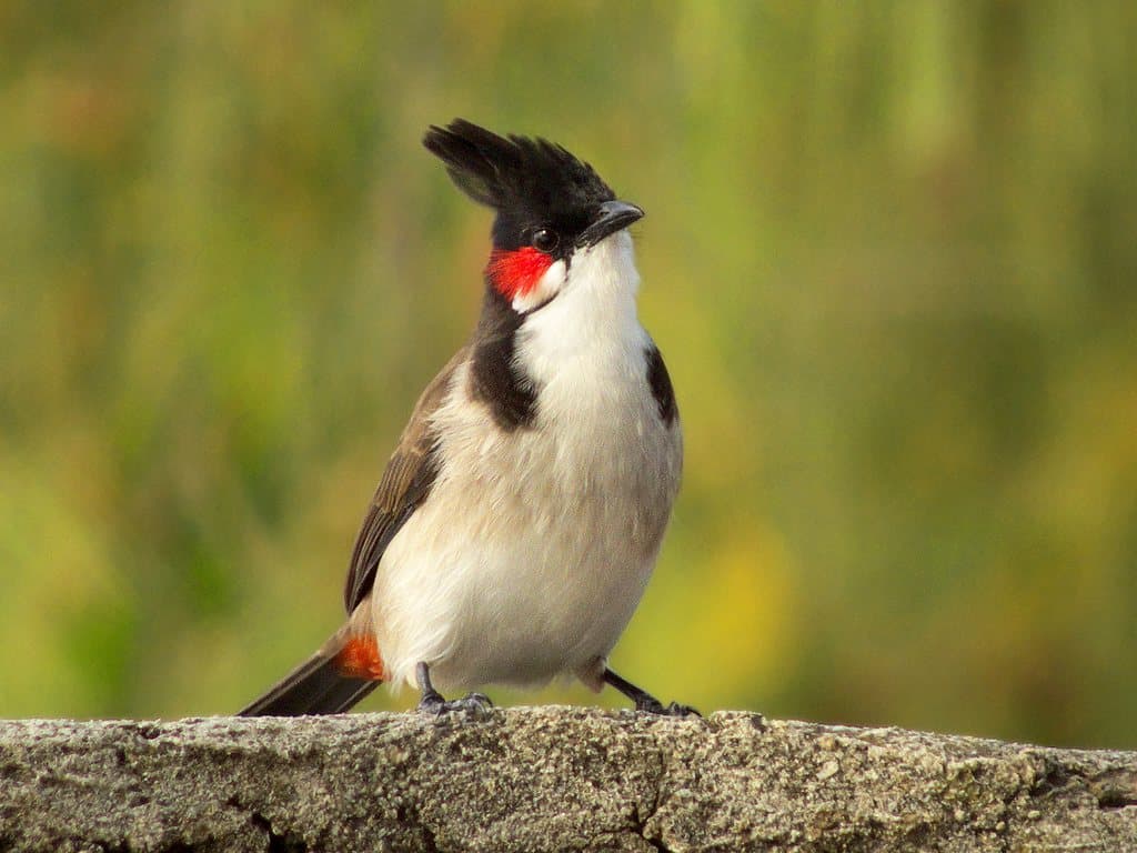 Top 20 hình ảnh chim chào mào đẹp nhất - Động Vật 8