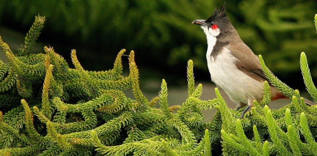 Top 20 hình ảnh chim chào mào đẹp nhất - Động Vật 65