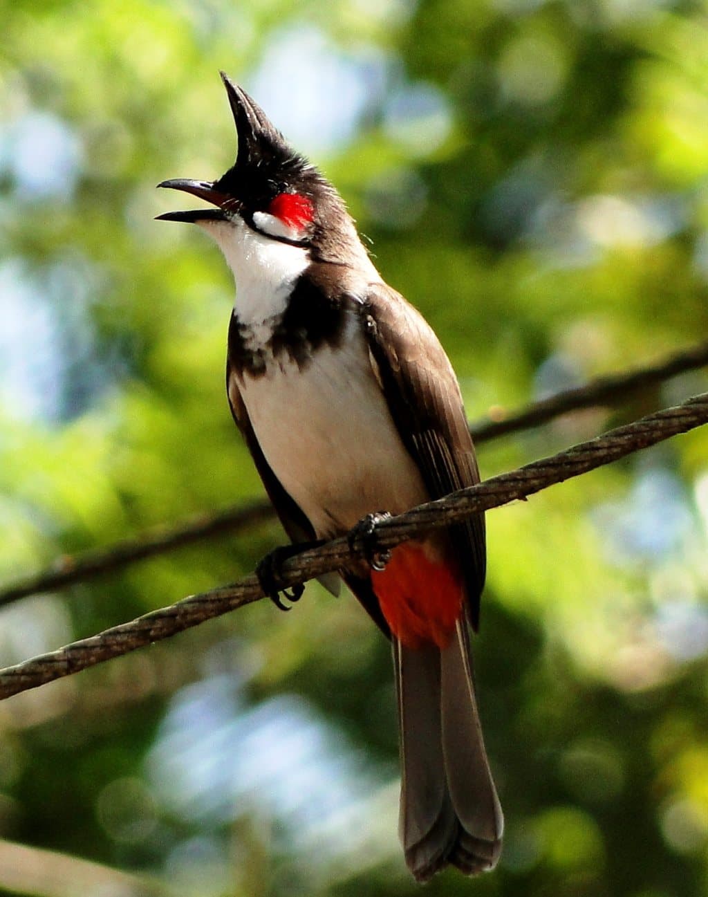 Top 20 hình ảnh chim chào mào đẹp nhất - Động Vật 11