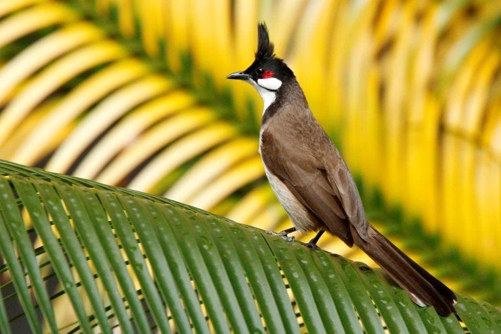 Top 20 hình ảnh chim chào mào đẹp nhất - Động Vật 66