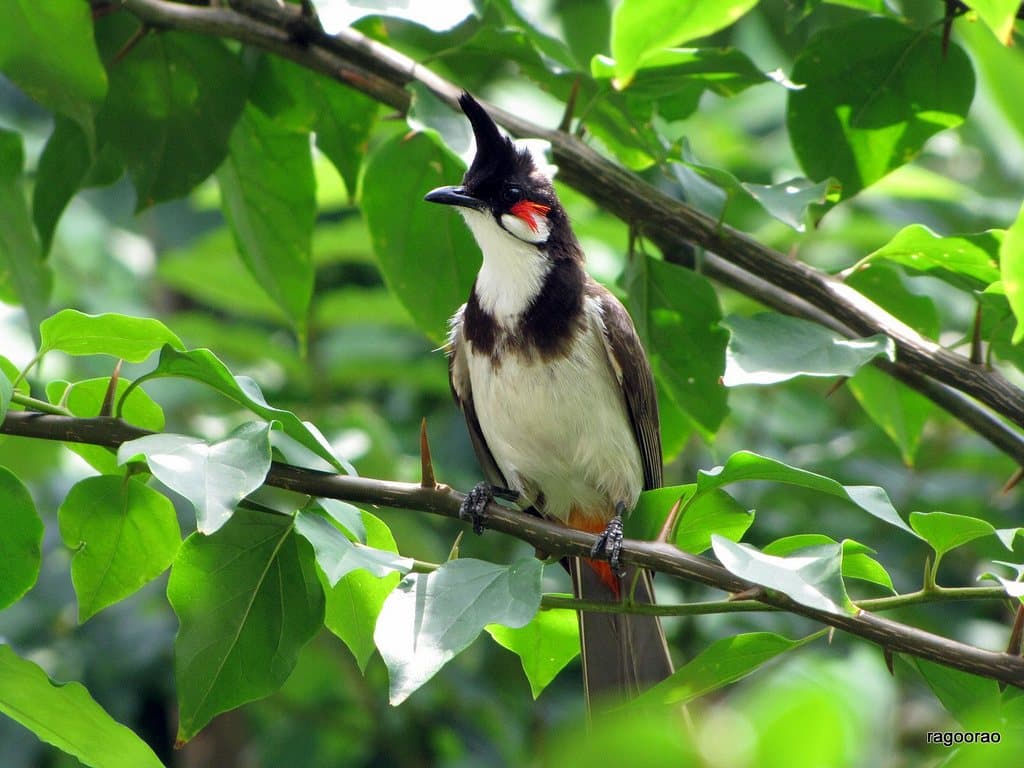 Top 20 hình ảnh chim chào mào đẹp nhất - Động Vật 10