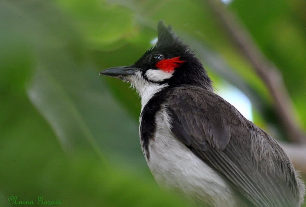 Top 20 hình ảnh chim chào mào đẹp nhất - Động Vật 6