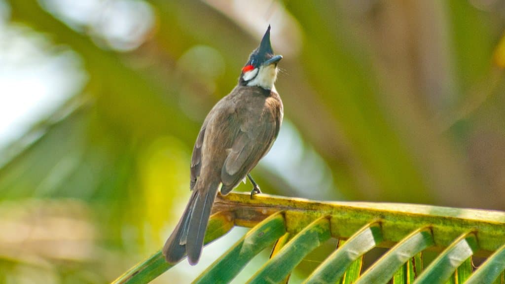 Top 20 hình ảnh chim chào mào đẹp nhất - Động Vật 72