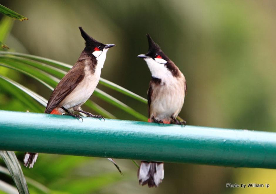 Top 20 hình ảnh chim chào mào đẹp nhất - Động Vật 15