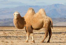 Hình ảnh những chú lạc đà trên sa mạc - Động Vật 10