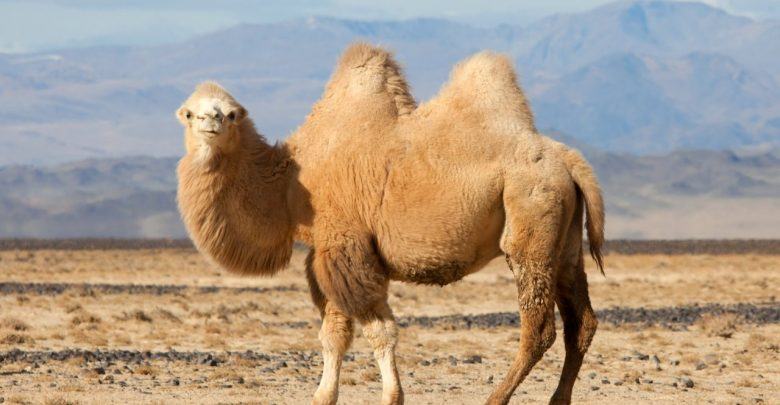 Hình ảnh những chú lạc đà trên sa mạc - Động Vật 285