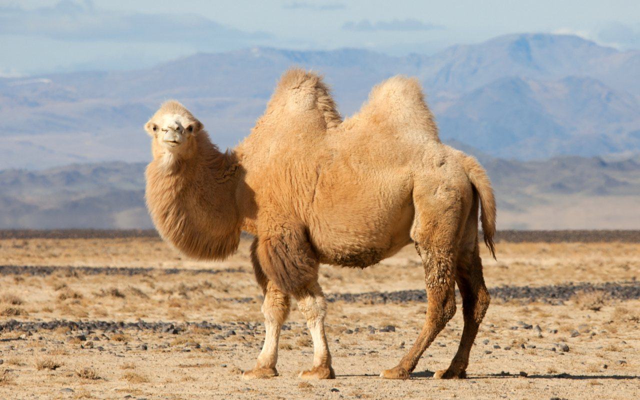 Hình ảnh những chú lạc đà trên sa mạc - Động Vật 3
