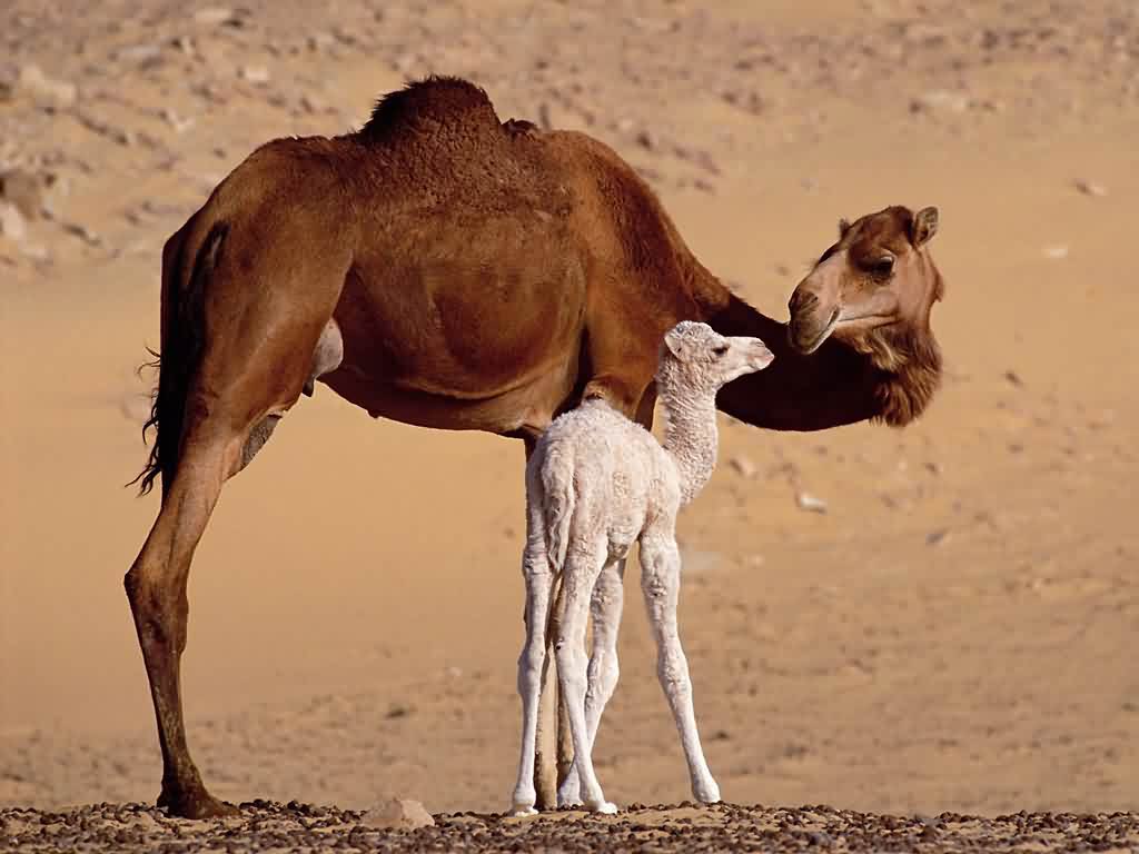 Hình ảnh những chú lạc đà trên sa mạc - Động Vật 6