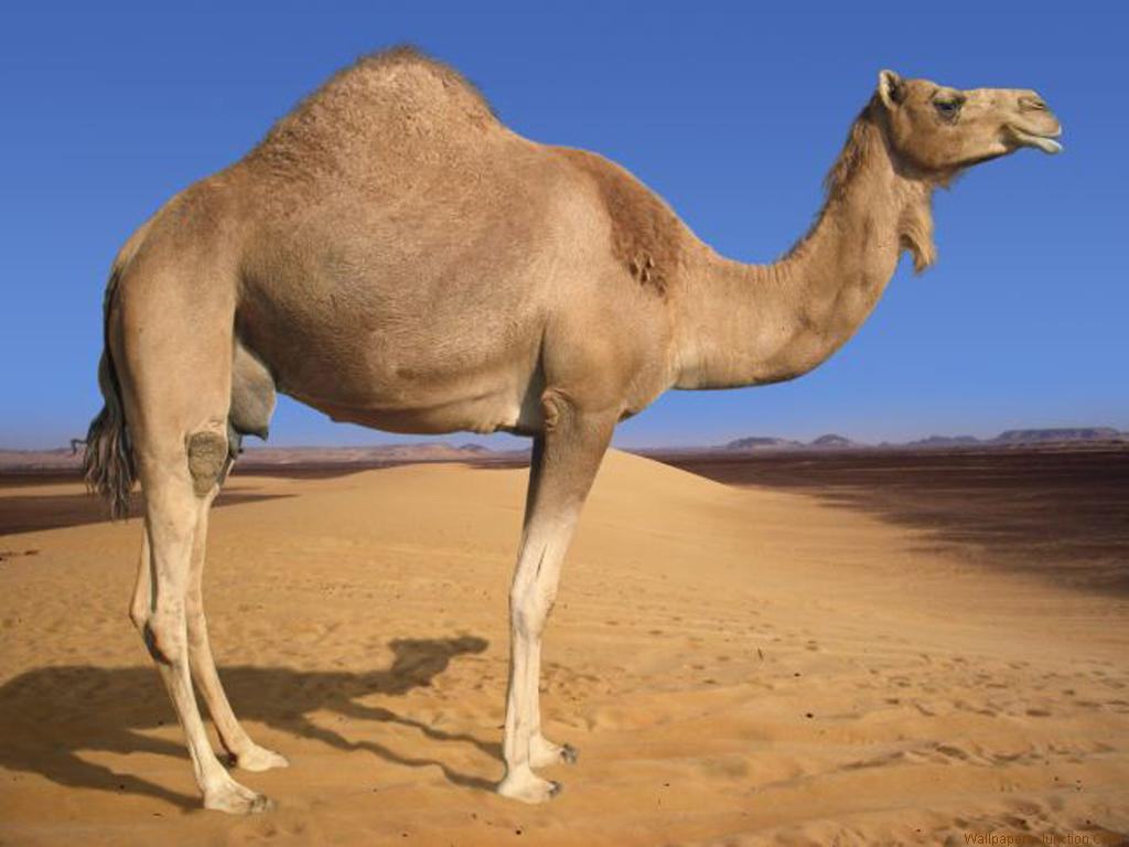 Hình ảnh những chú lạc đà trên sa mạc - Động Vật 8